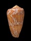 Click to see a larger version of this image (Conus pennaceus  Born, 1778 Primary Type Image)